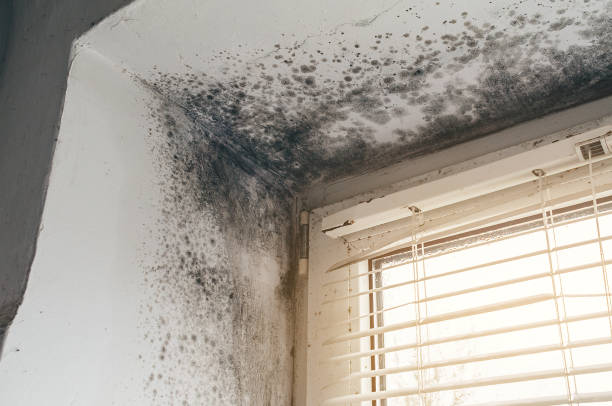 Affordable Black Mold Remediation solutions in Springs, NY